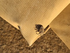 Prionosoma podopioides