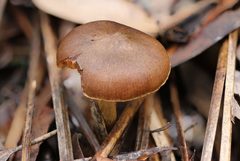 Leprocybe