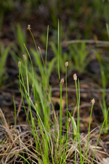 Eleocharis compressa