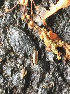 photo of Common Pill Woodlouse (Armadillidium vulgare)