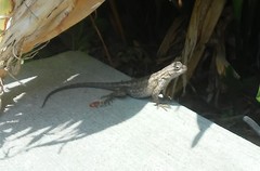 Sceloporus occidentalis