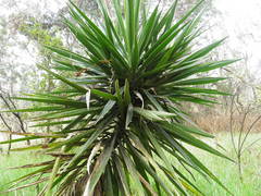 Yucca