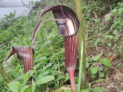 Arisaema speciosum