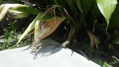 Sceloporus occidentalis