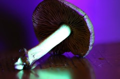 Leprocybe