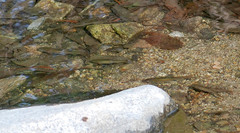 Rhynchocypris oxycephalus