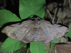 Fascellina