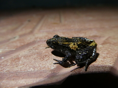 Craugastor underwoodi