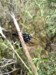 Chrysocale