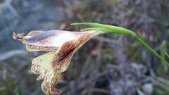 Gladiolus maculatus