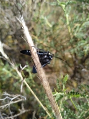 Chrysocale