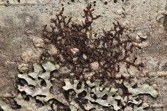 Frullania bolanderi