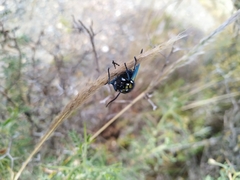 Chrysocale