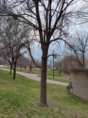 Fraxinus pennsylvanica