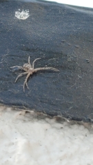 Thomisoidea
