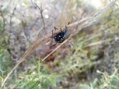 Chrysocale