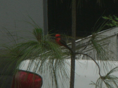 Pyrocephalus rubinus