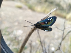 Chrysocale