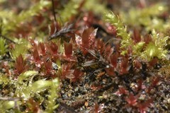 Ptychostomum pallens