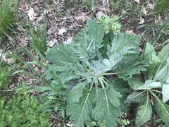 Salvia aethiopis