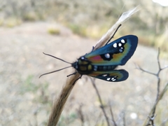 Chrysocale