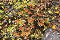 Ptychostomum pallens