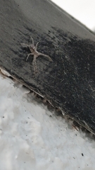 Thomisoidea