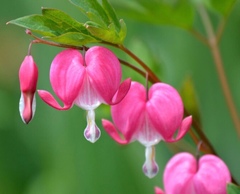 Lamprocapnos spectabilis