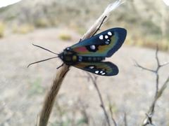 Chrysocale