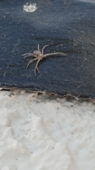 Thomisoidea