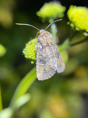 Hexorthodes nipana