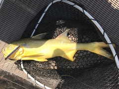 Polydactylus macrochir