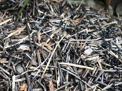 Dolichoderus taschenbergi