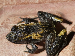 Craugastor underwoodi