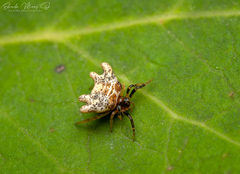 Phoroncidia variabilis