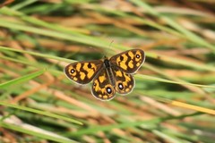 Heteronympha cordace