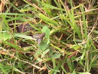 photo of Housefly (Musca domestica)