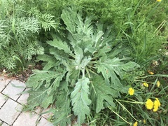 Salvia aethiopis