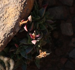 Crassula capitella thyrsiflora