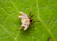 Phoroncidia variabilis