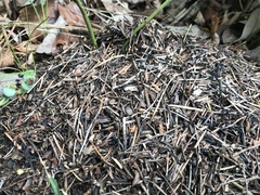 Dolichoderus taschenbergi