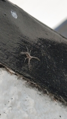 Thomisoidea