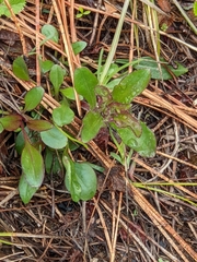 Penstemon attenuatus