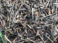 Dolichoderus taschenbergi