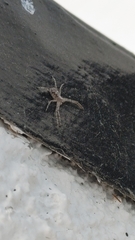Thomisoidea