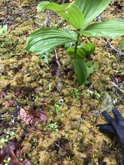 Veratrum insolitum