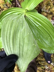 Veratrum insolitum