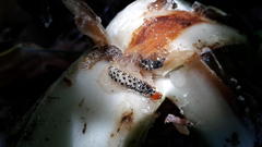 Neuranethes spodopterodes