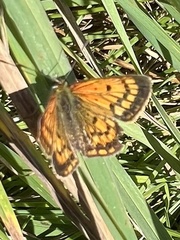 Lycaena 'canterbury common copper'