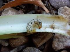 Neuranethes spodopterodes